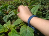leaves