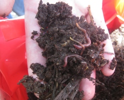 worms worms