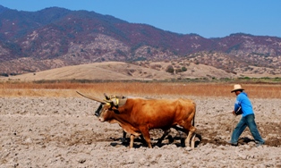 plough