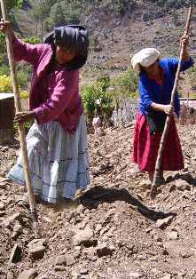 women planting1.JPG