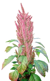 amaranth1.jpg