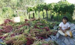 girl with amaranth_small.jpg