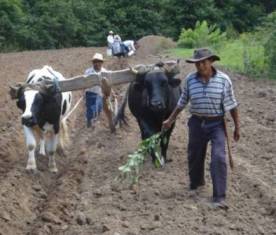 cows_small.jpg